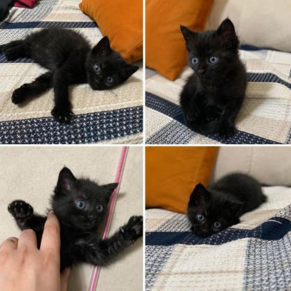 DALTON KARDEŞ KEDİLER
