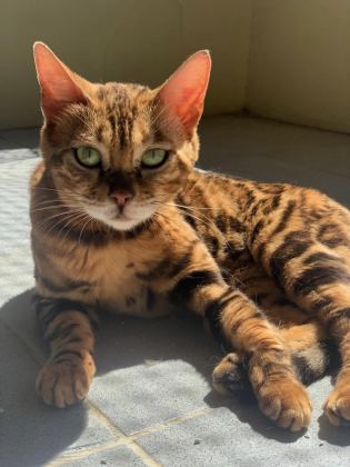 ERKEK BENGAL KEDİSİ YAVRU