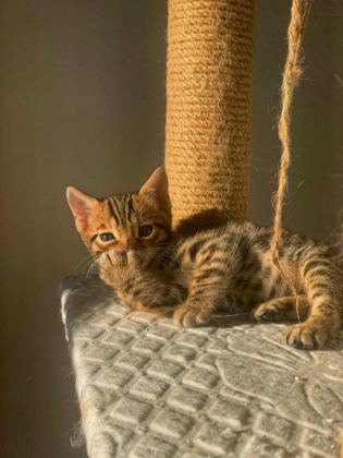 ERKEK BENGAL KEDİSİ YAVRU