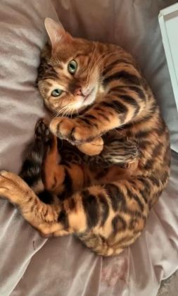 ERKEK BENGAL KEDİSİ YAVRU
