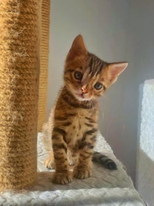 ERKEK BENGAL KEDİSİ YAVRU