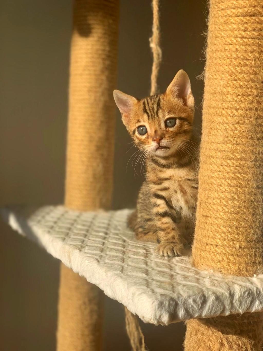ERKEK BENGAL KEDİSİ YAVRU