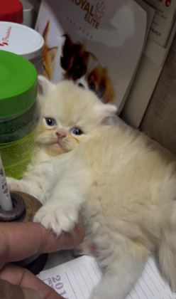 CHİNCHİLLA YAVRU KEDİLER İKİ AYLIK