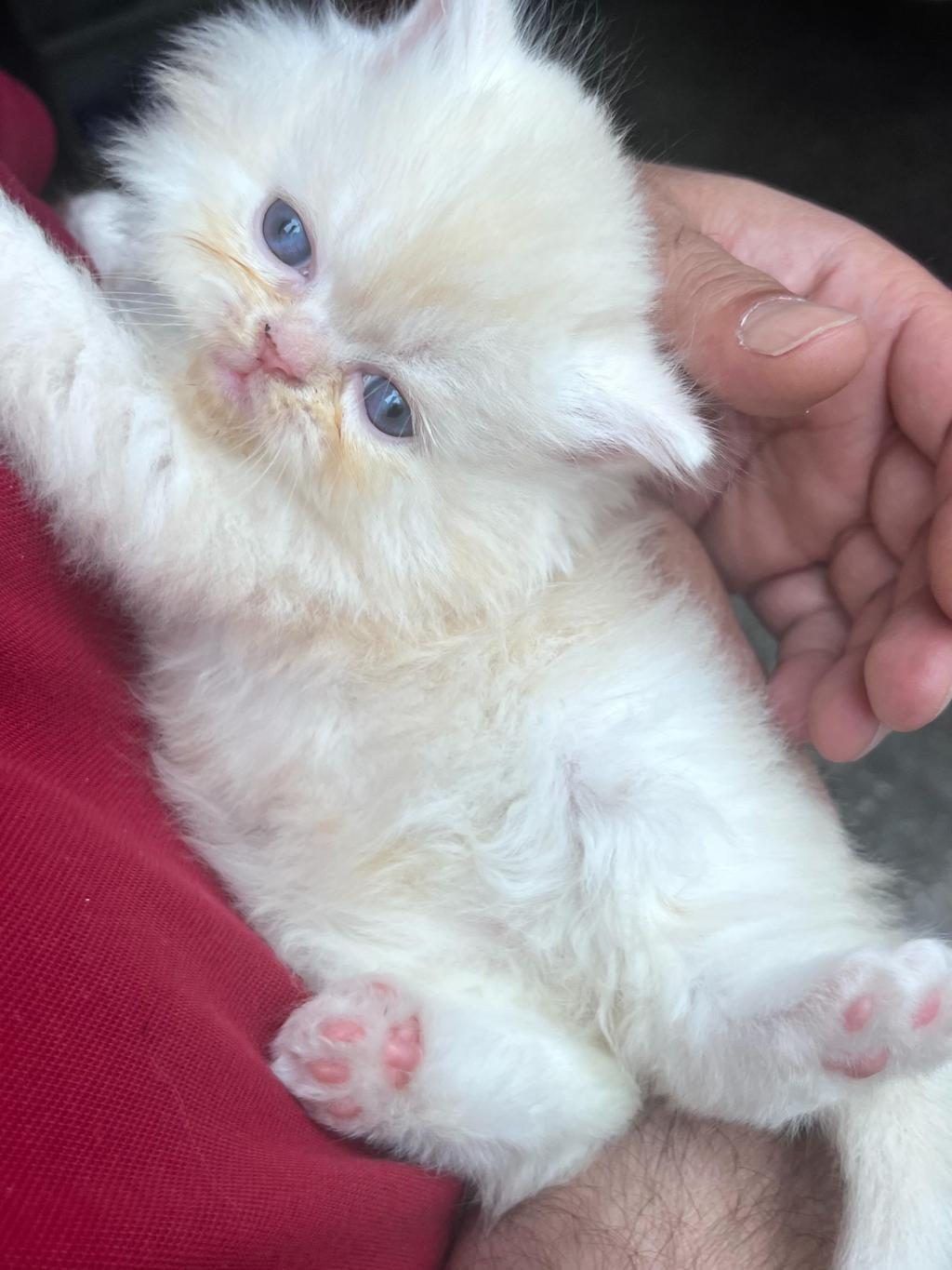 CHİNCHİLLA YAVRU KEDİLER İKİ AYLIK
