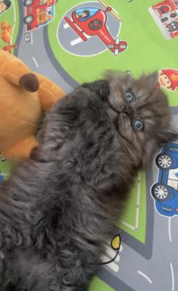 CHİNCHİLLA YAVRU KEDİLER İKİ AYLIK