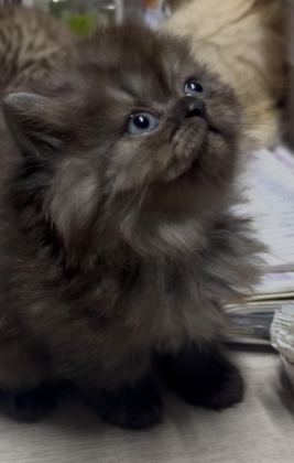 CHİNCHİLLA YAVRU KEDİLER İKİ AYLIK
