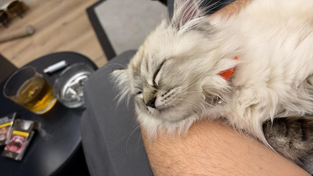 ACİL ERKEK 3 AYLIK CHİNCHİLLA KEDİSİ