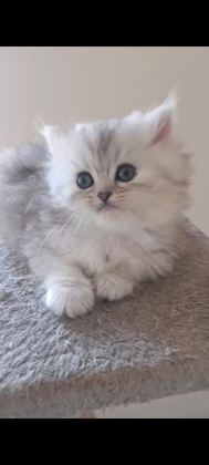 DİŞİ YAVRU CHİNCHİLLA