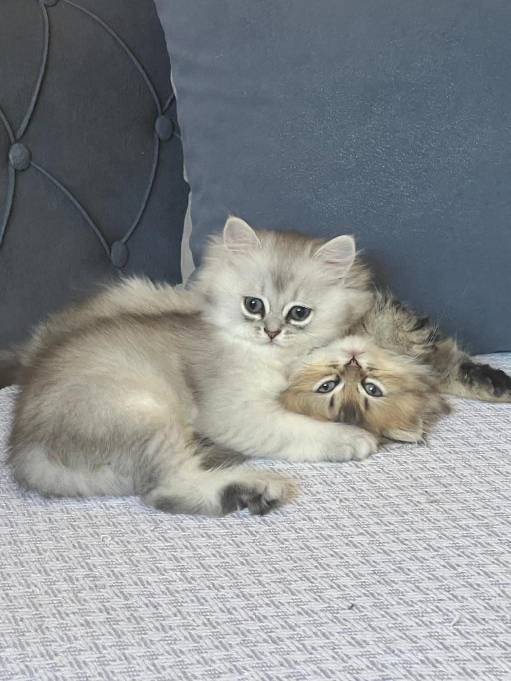 YAVRU KEDİMİZ İRAN IRK