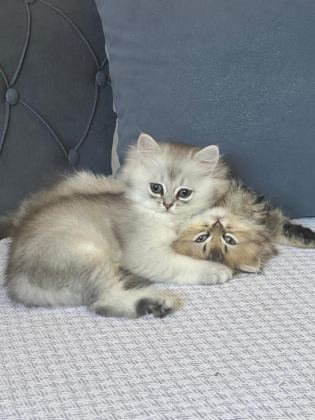 YAVRU KEDİMİZ İRAN IRK