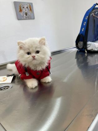 YAVRU KEDİMİZ İRAN IRK
