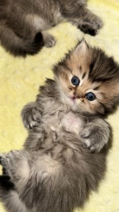 YAVRU KEDİMİZ İRAN IRK