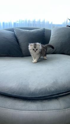 SAFKAN İRAN KEDİSİ IRKI (CHİNCHİLLA)