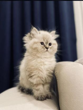 YAVRU KEDİMİZ İRAN IRK