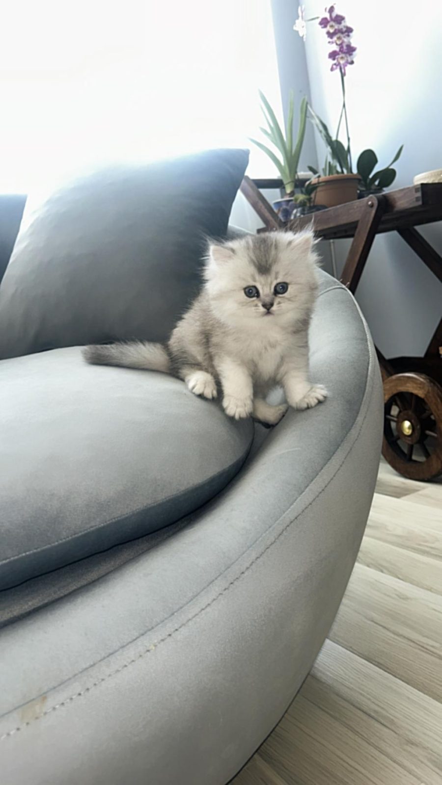 SAFKAN İRAN KEDİSİ IRKI (CHİNCHİLLA)