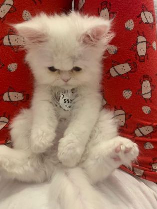 YAVRU KEDİMİZ İRAN IRK