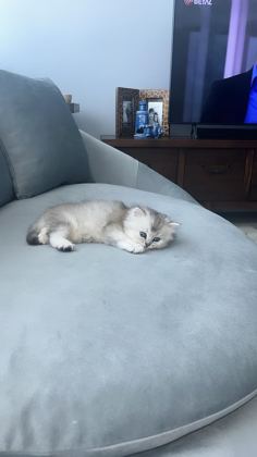 SAFKAN İRAN KEDİSİ IRKI (CHİNCHİLLA)