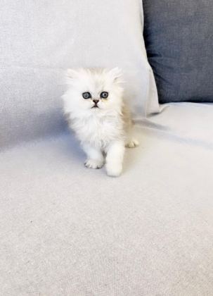 SAFKAN CHİNCHİLLA SİLVER PRENS