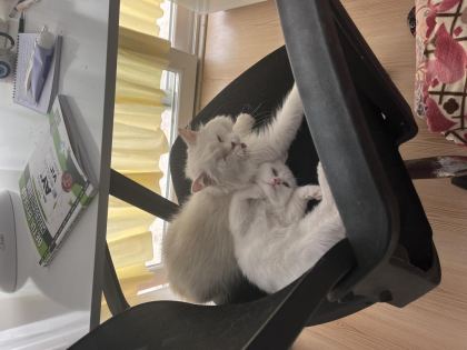 ANNE İRAN CİNCİLLA BABASI BRİTİSH YAVRU KEDİM