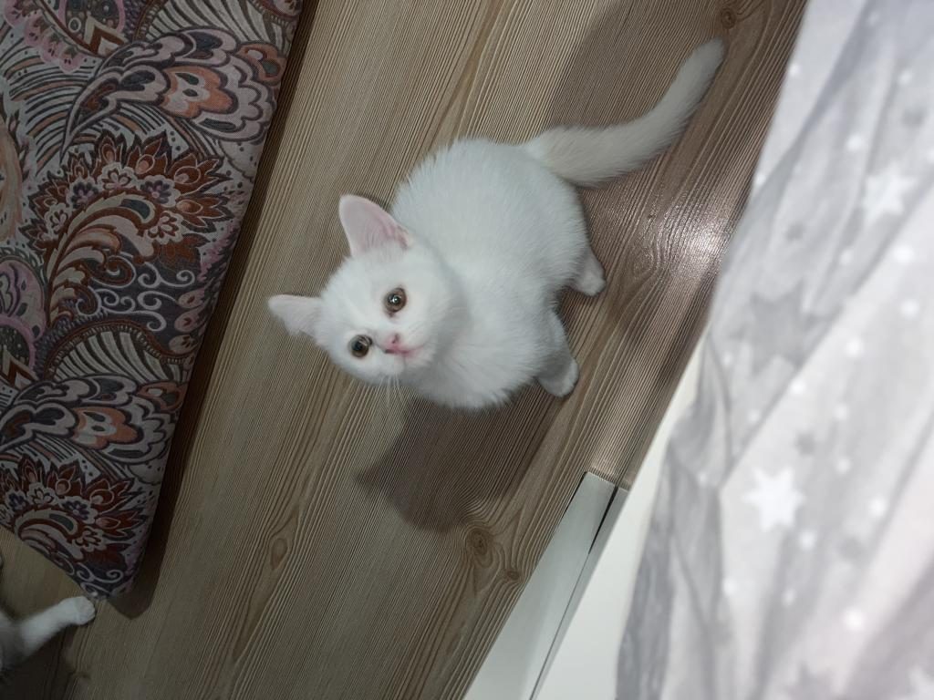 ANNE İRAN CİNCİLLA BABASI BRİTİSH YAVRU KEDİM