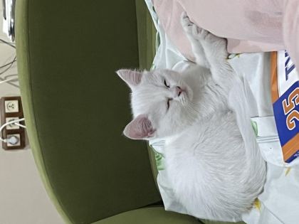 ANNE İRAN CİNCİLLA BABASI BRİTİSH YAVRU KEDİM