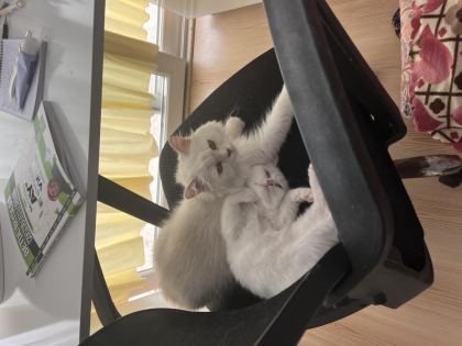 ANNE İRAN CİNCİLLA BABASI BRİTİSH YAVRU KEDİM