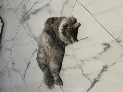 2 YAŞINDA CHİNCHİLLA CİNSİ KEDİMİZ