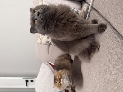 2 ADET KEDİMİZİ SAHİPLENDİRİYORUZ