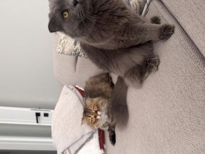 2 ADET KEDİMİZİ SAHİPLENDİRİYORUZ