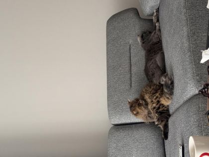 2 ADET KEDİMİZİ SAHİPLENDİRİYORUZ