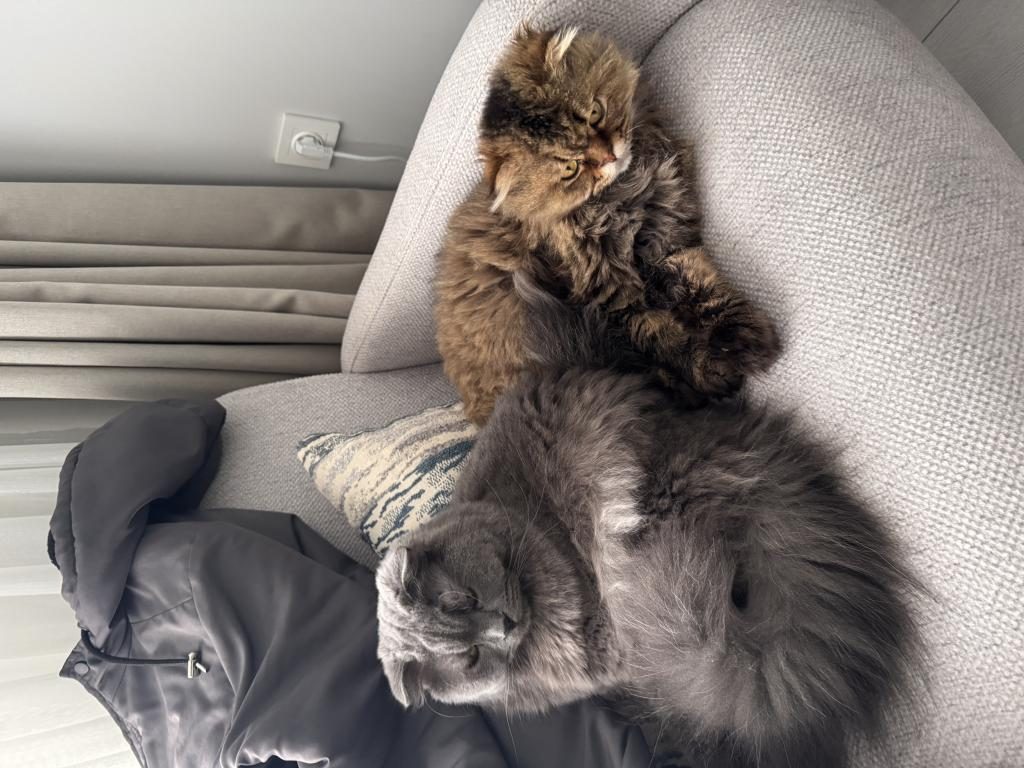 2 ADET KEDİMİZİ SAHİPLENDİRİYORUZ