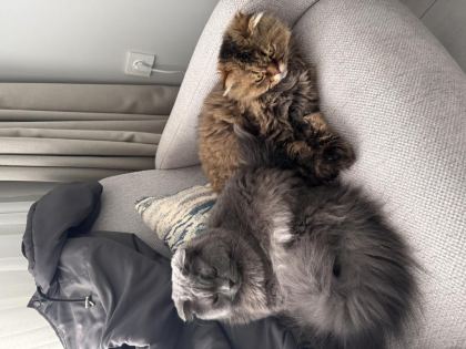 2 ADET KEDİMİZİ SAHİPLENDİRİYORUZ