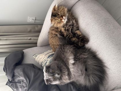 2 ADET KEDİMİZİ SAHİPLENDİRİYORUZ