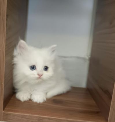 BÖYLESİNİ KEDİYİ ZOR BULURSUN