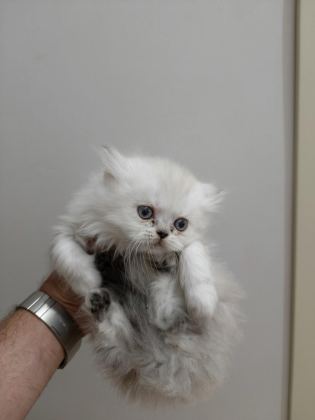 CHİNCHİLLA KEDİLER