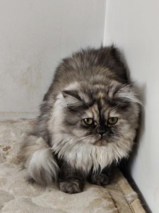 CHİNCHİLLA KEDİLER