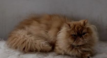 CHİNCHİLLA KEDİLER