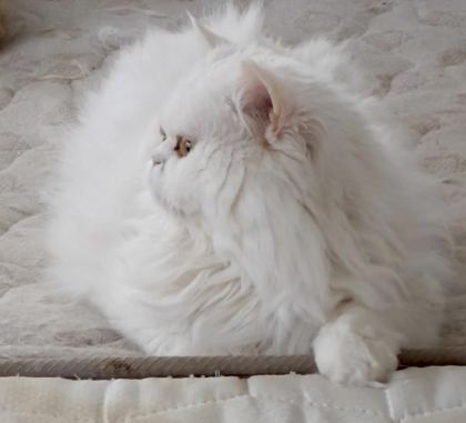 CHİNCHİLLA KEDİLER