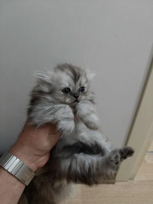 CHİNCHİLLA KEDİLER
