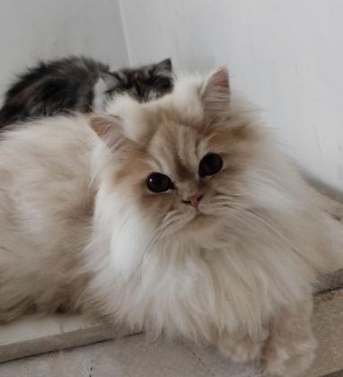 CHİNCHİLLA KEDİLER