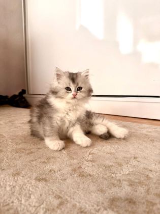 CHİNCHİLLA MİNİKLERİMİZ