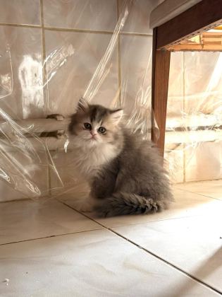 CHİNCHİLLA MİNİKLERİMİZ