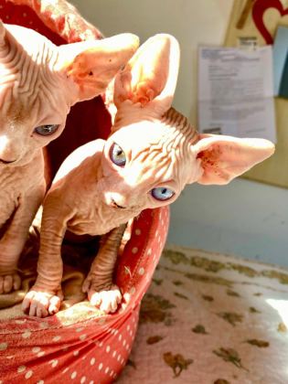 2 DİŞİ VE 2 ERKEK ODD EYES MAVİ GÖZ SFENKS