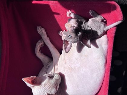 SAFKAN KANADA SFENKS YAVRULARIM YENİ YUVASINI ARIYOR