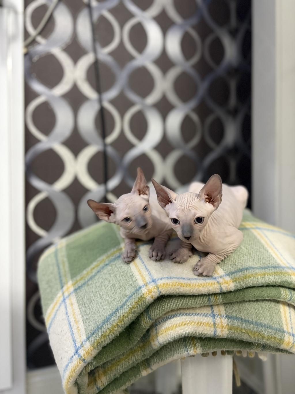 YENİ DOĞMUŞ 1.5 AYLIK SPHYNX
