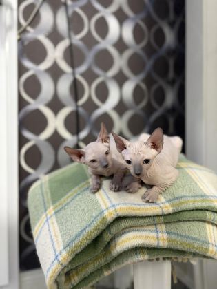 YENİ DOĞMUŞ 1.5 AYLIK SPHYNX