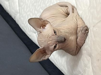 YENİ DOĞMUŞ 1.5 AYLIK SPHYNX