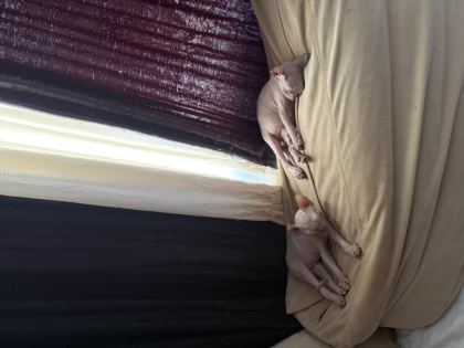 YENİ DOĞMUŞ 1.5 AYLIK SPHYNX