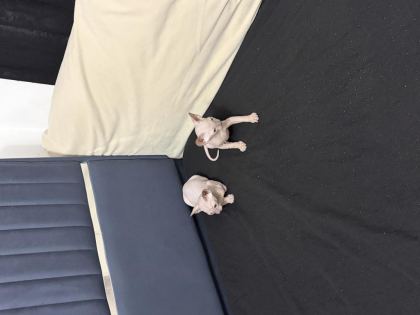 YENİ DOĞMUŞ 1.5 AYLIK SPHYNX