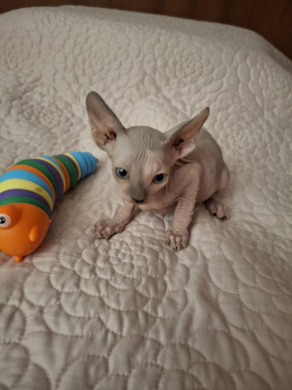 SAĞLIKLI EV DOĞUMLU ERKEK SPHYNX YENİ AİLESİNİ ARIYOR